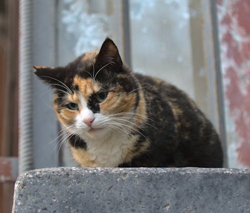 ネコ, ブルガリア, 写真撮影の無料の写真素材