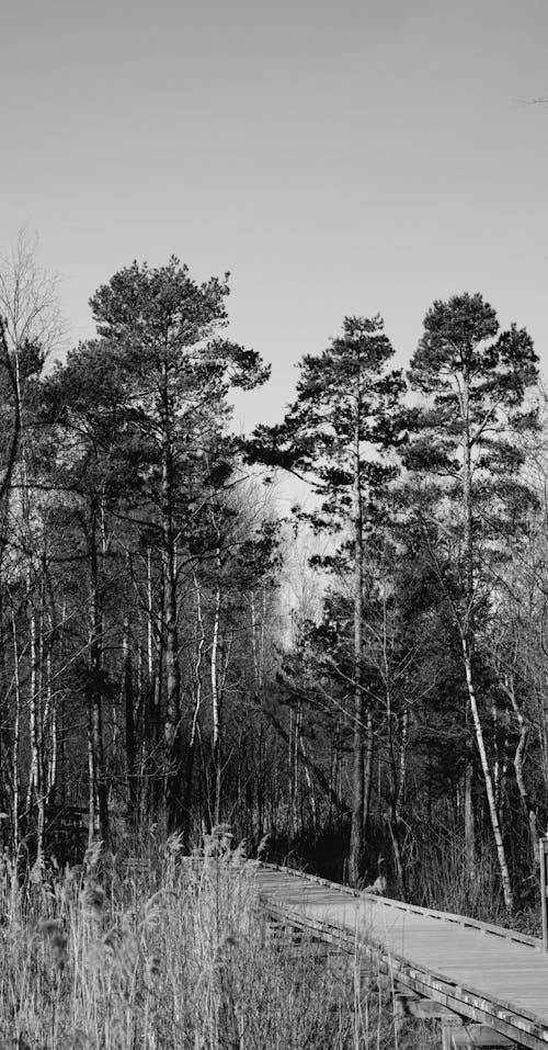 Foto stok gratis hitam & putih, hutan, jalan kecil