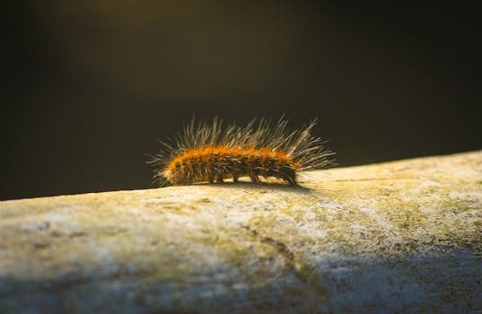 阳光明媚的木头上，一只毛茸茸的橙色毛毛虫正在爬行的详细特写