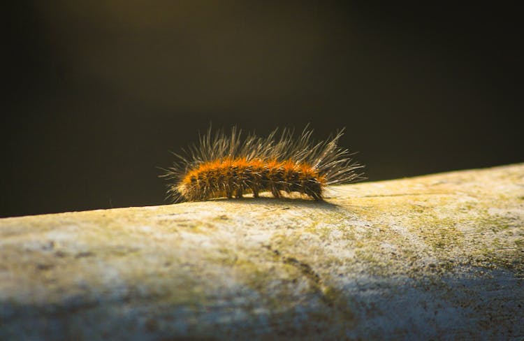 Photo Of Caterpillar