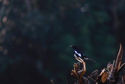 Free Black And White Bird Perched On Branch Stock Photo