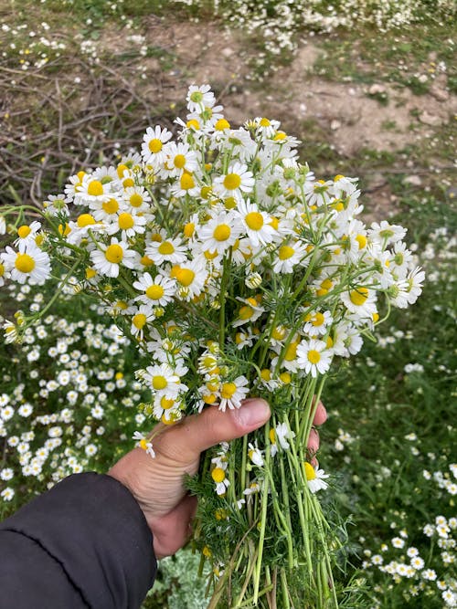 Immagine gratuita di avvicinamento, bouquet, camomilla