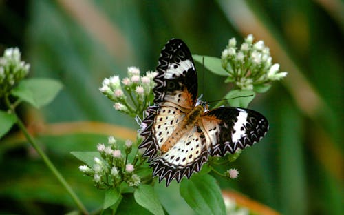 Fotos de stock gratuitas de mariposa