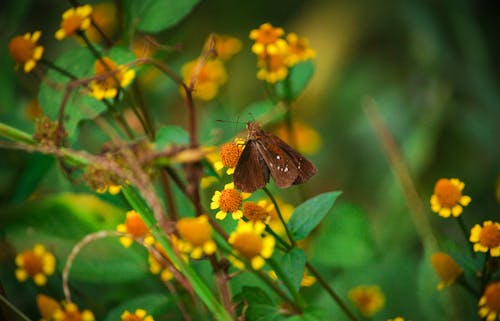 Fotos de stock gratuitas de flores, mariposa