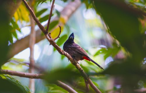 Free A striking bird with vibrant plumage sits perched on a branch in a lush green forest. Stock Photo