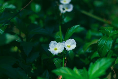 Foto Close Up Bunga Putih