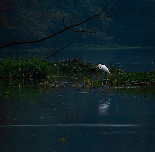 Foto Di Un Airone Sul Corpo D'acqua