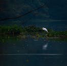 一只白鹭静立于湿地，倒影宁静，四周植被郁郁葱葱