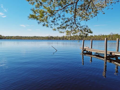 Immagine gratuita di abete, acqua del lago, aghi di pino
