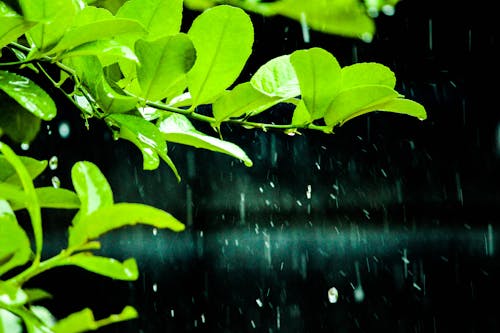Fotos de stock gratuitas de lloviendo, natural