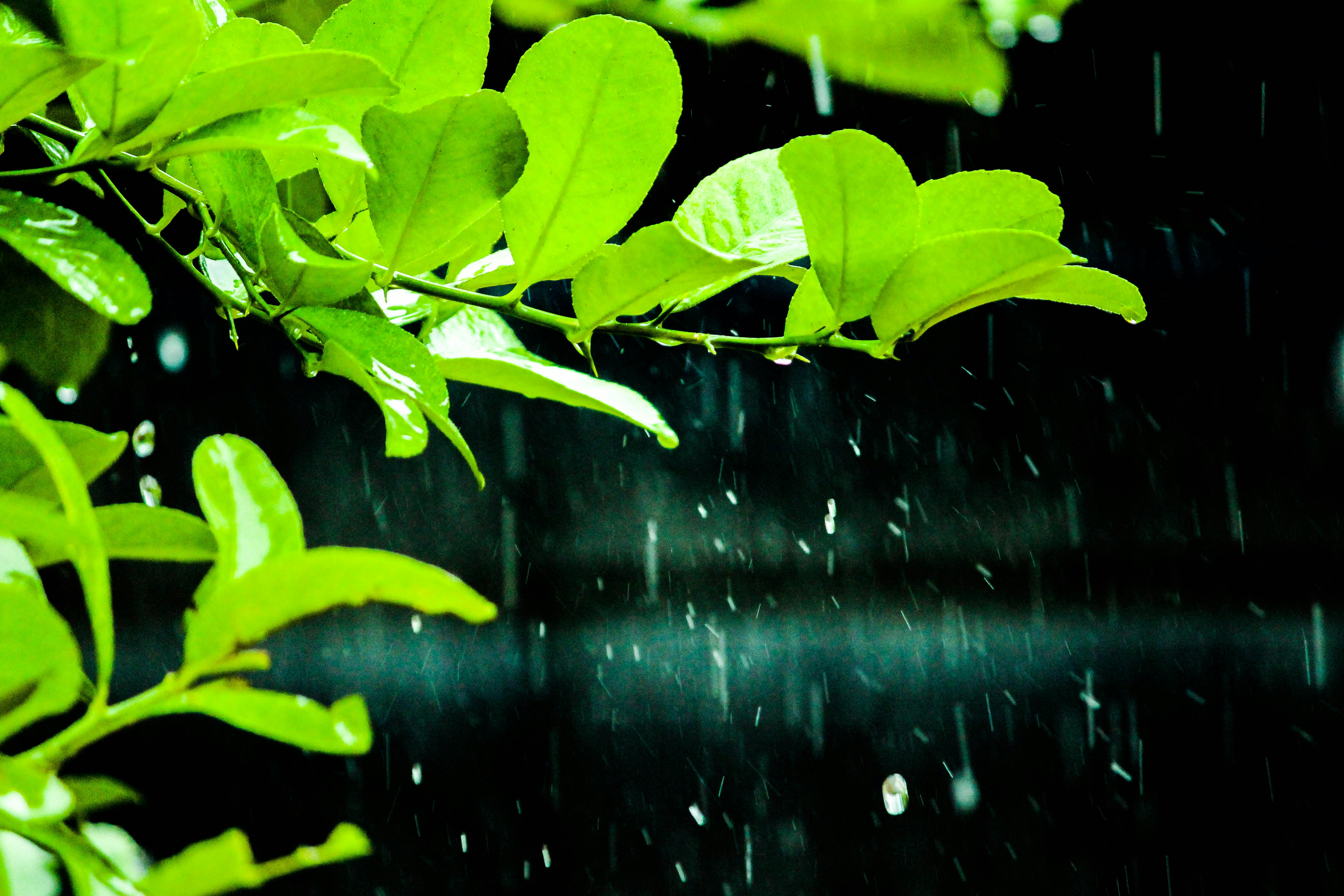 Free stock photo of natural, raining