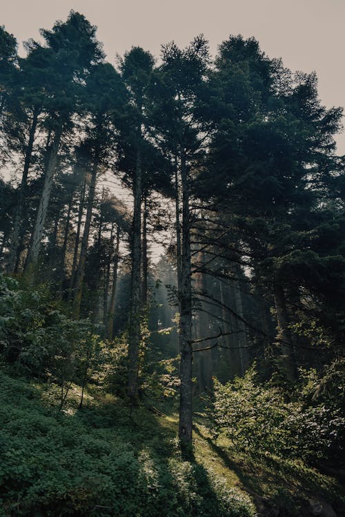 Tall Trees on Green Hillside