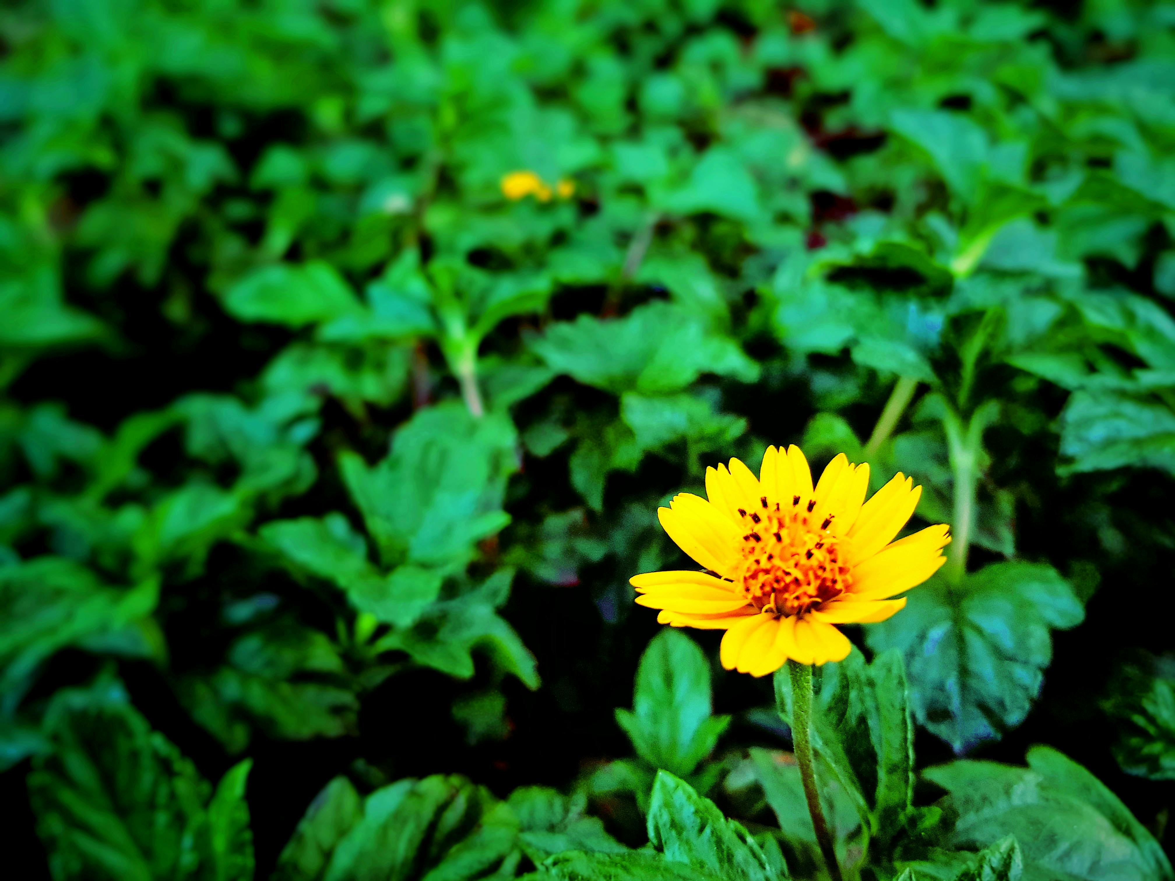 Free stock photo of flower, natural