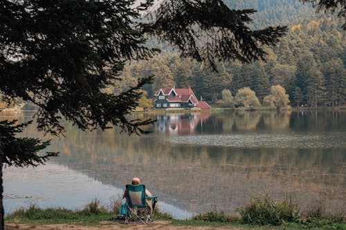 Kostnadsfri bild av fredlig, Kalkon, natur park