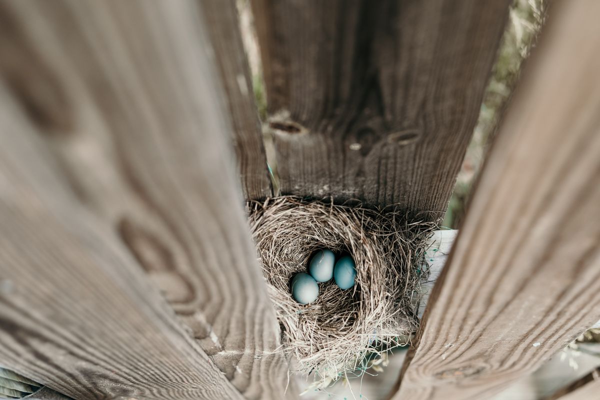 Three speckled finch eggs resting in a grass nest