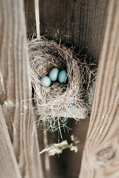 계란, 블루, 아기의 무료 스톡 사진