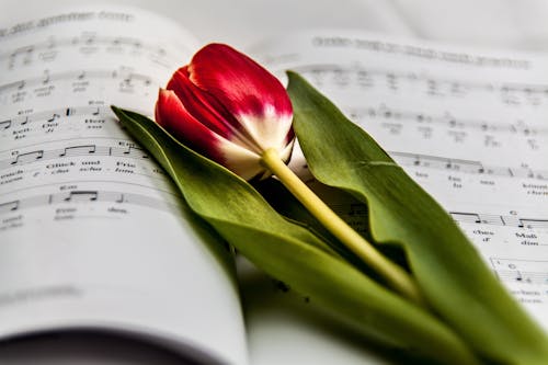 Red and White Flower on Music Note
