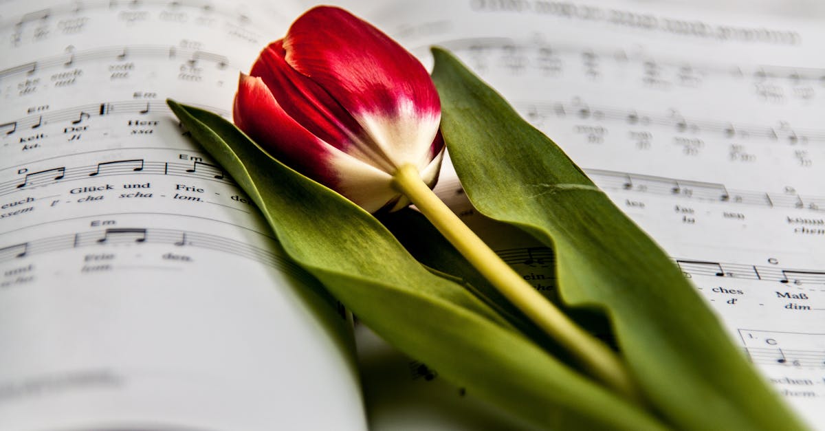 How to make a paper tulip flower easy