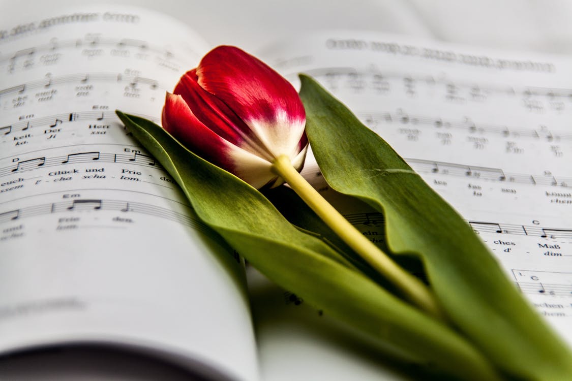 무료 음악 노트에 빨간색과 흰색 꽃 스톡 사진