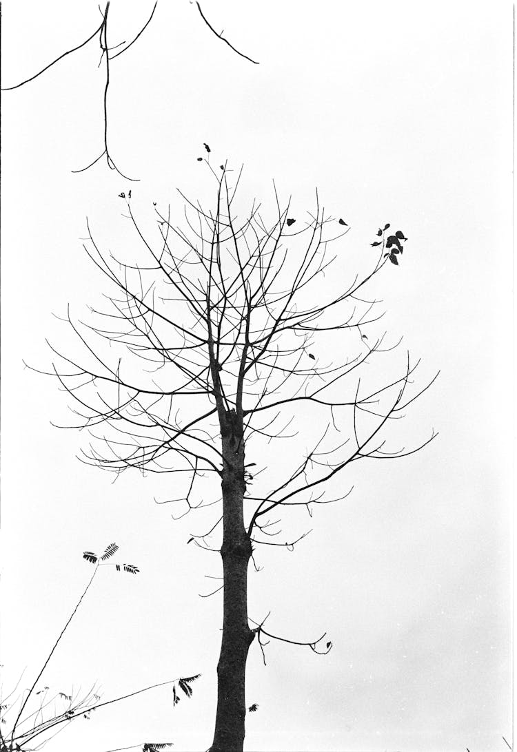 Birds Perching On Barren Tree