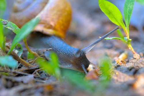 Free stock photo of mothernature, one animal, snail
