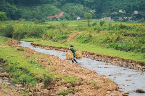 Woman Crossing the River and Carrying Harvested Rice