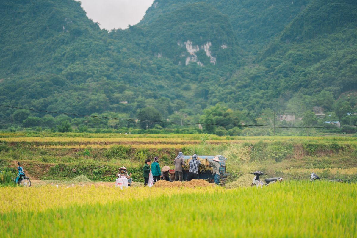 Farmers harvesting rice by hand across a warm, sunlit field
