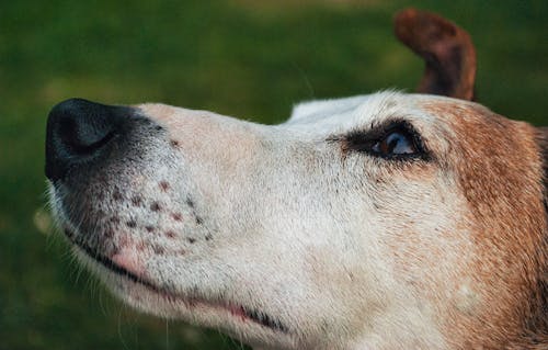 Foto profissional grátis de animal, animal de companhia, animal de estimação