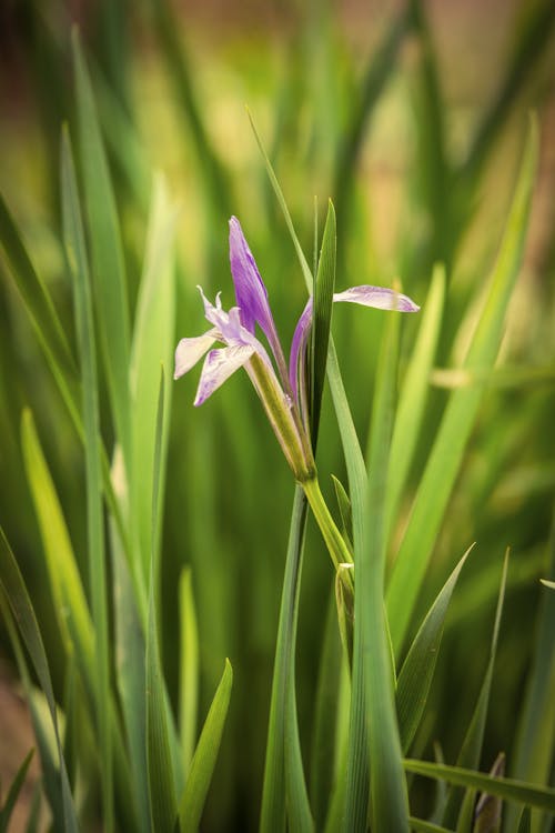 Foto d'estoc gratuïta de flor, fresc, fulles