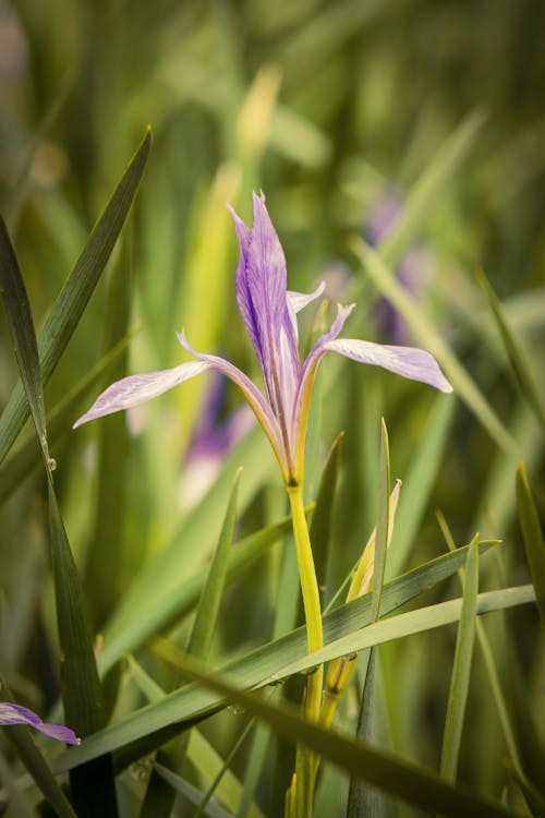 Ilmainen kuvapankkikuva tunnisteilla iiris, kasvi, kukka