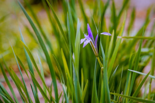 Ilmainen kuvapankkikuva tunnisteilla iiris, kasvi, kukka