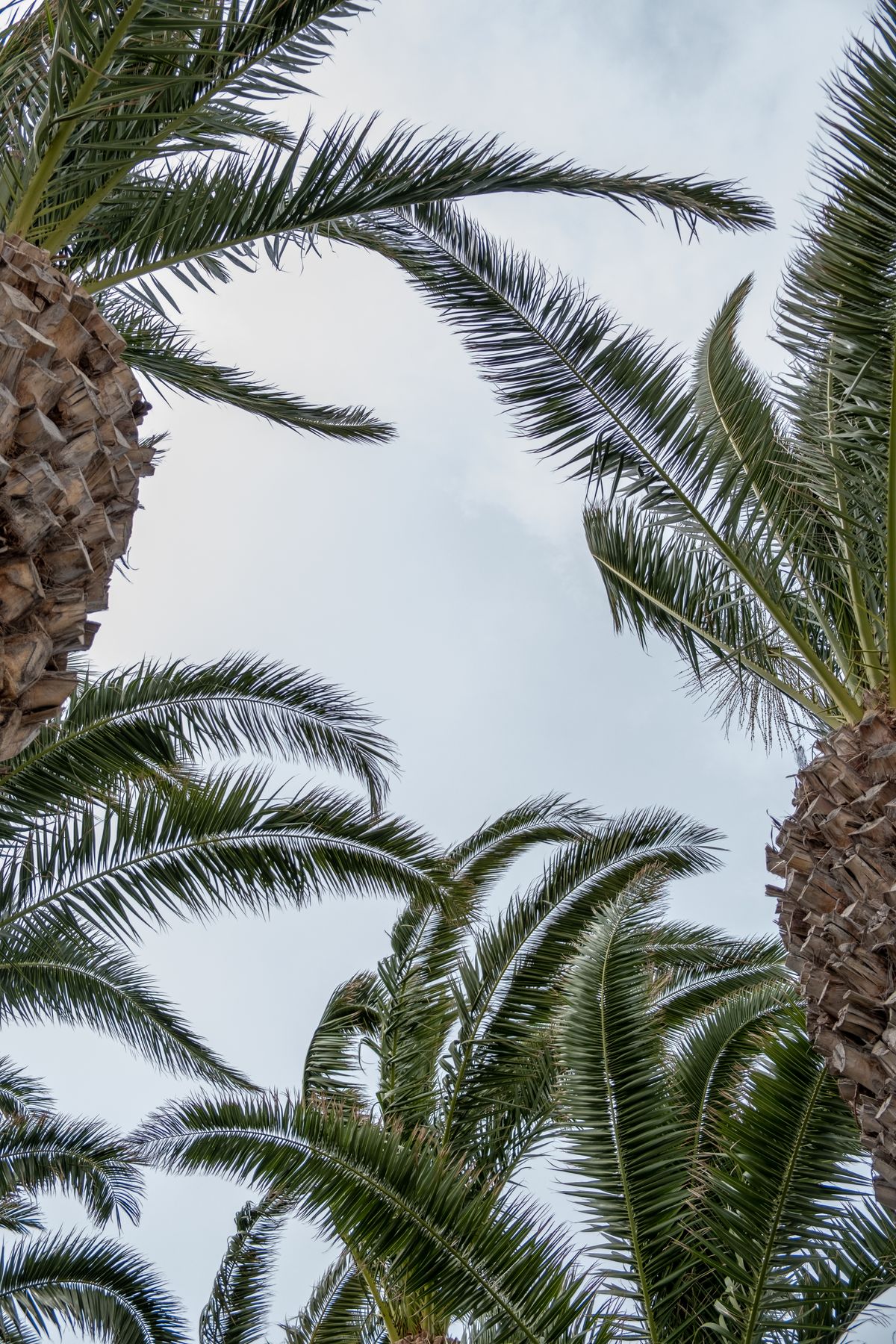Low Angle Shot of Palm Trees against Blue Sky · Free Stock Photo