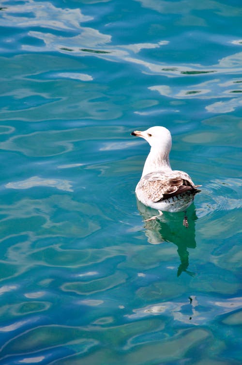 Fotos de stock gratuitas de agua, animal, ave marina