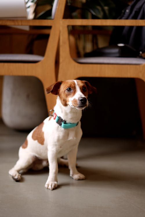 A Jack Russell Terrier Dog on the Floor 