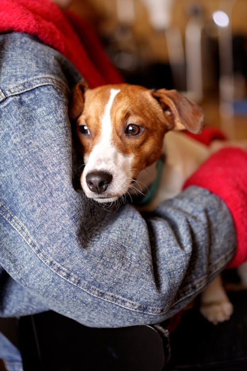 Close-up of a Person Holding a Dog 