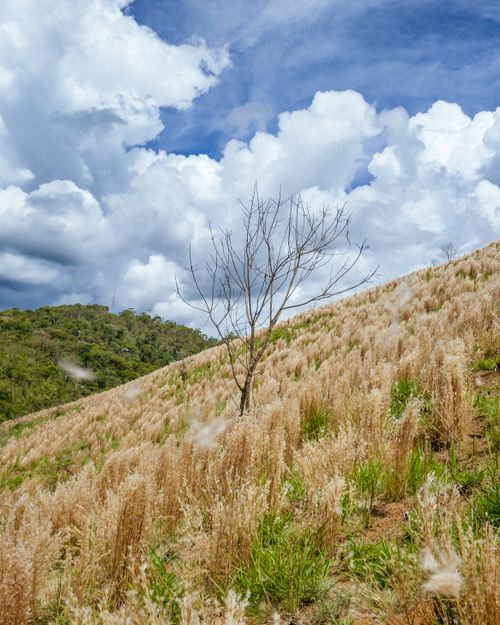 Free Beautiful hillside landscape with wild grass under a vivid blue sky and fluffy white clouds. Stock Photo