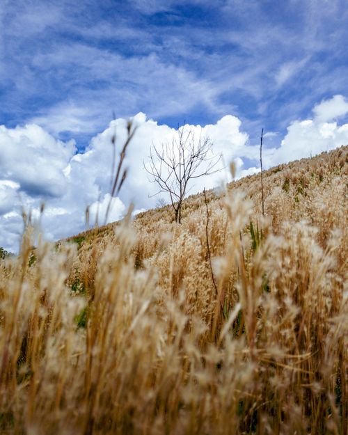 Free A beautiful rural scene with dry grass against a blue sky and white clouds. Stock Photo
