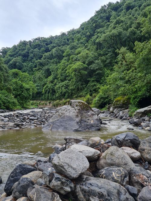 Free Serene view of rocks and flowing stream surrounded by lush forest greenery. Stock Photo
