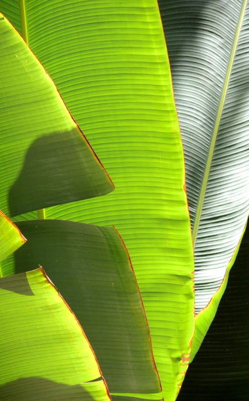 Free Close-up of vibrant banana leaves in tropical sunlight, highlighting texture and color. Stock Photo