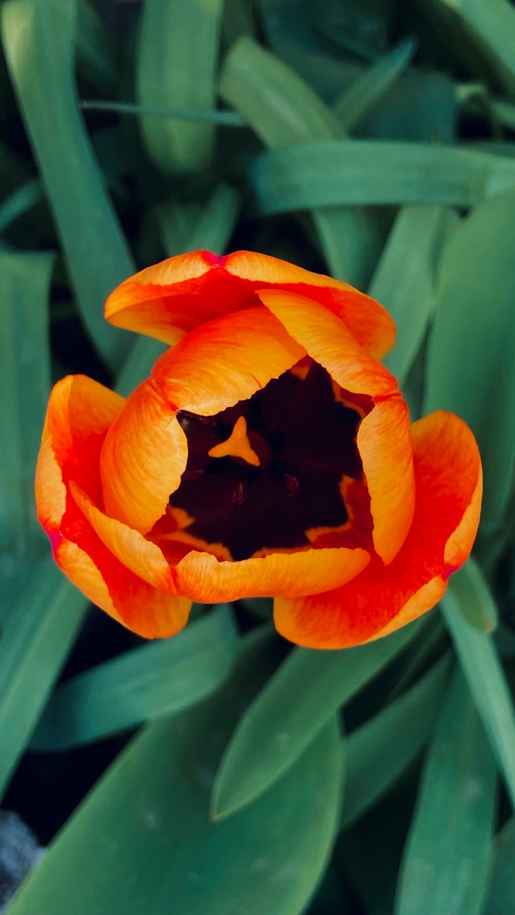 Orange Tulip In Bloom