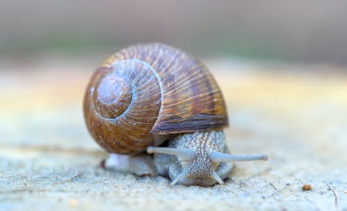 Free stock photo of mothernature, snail, snail shell