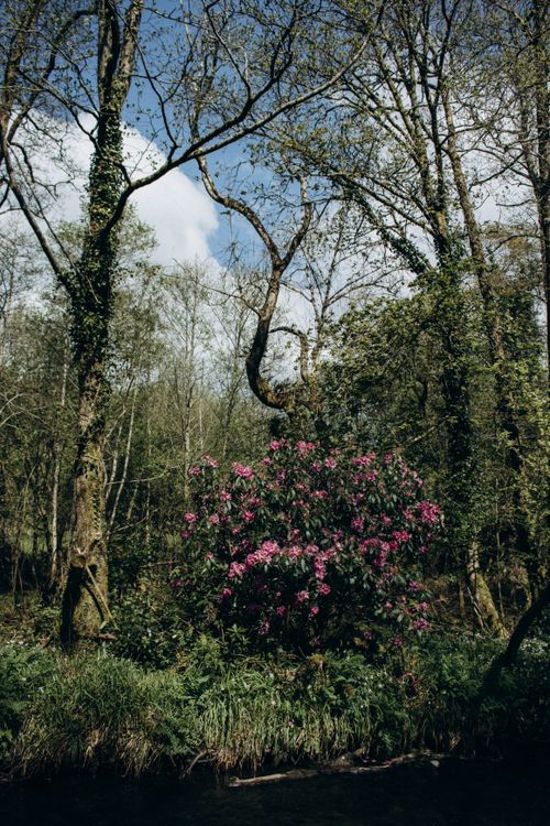Free Beautiful spring forest scene with vibrant pink wildflowers under a clear blue sky. Stock Photo
