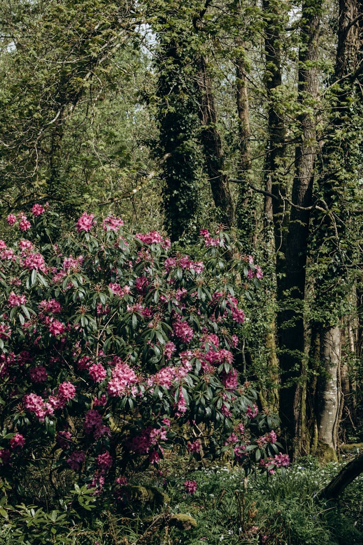 Pink Flower Bush Growing In Forest