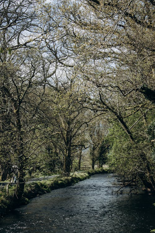 강, 공원, 수직 쐈어의 무료 스톡 사진