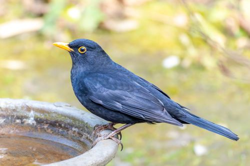 Free Detailed image of a common blackbird perched on a stone birdbath. Stock Photo