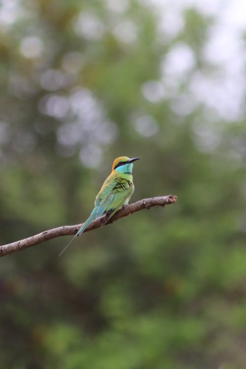 An Asian Green Bee-Eater on a Branch