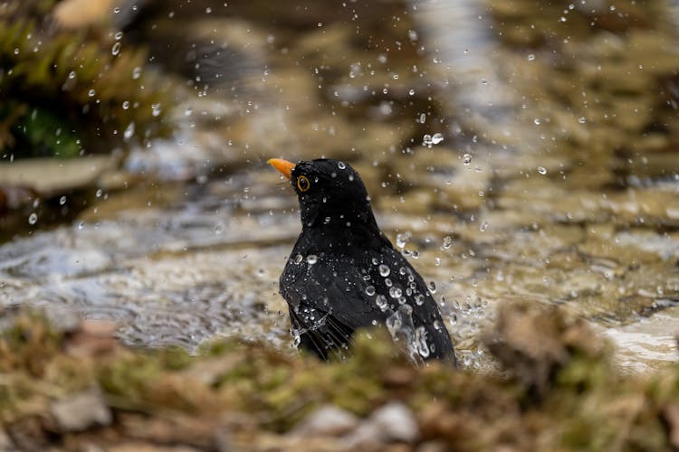 Close-up Of A Bird Bathing In Water 