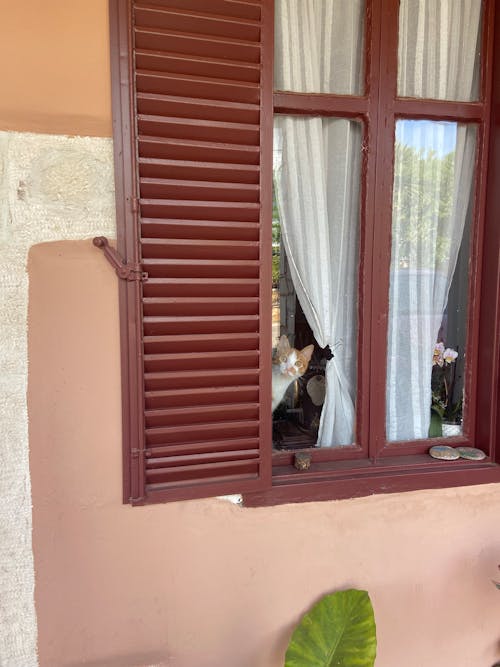 Cat Peeking out through Window