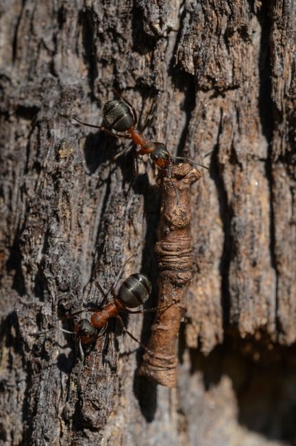 Fotomural Vista detallada de hormigas llevando objetos sobre una superficie rugosa de corteza de árbol.