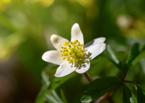 Close-up of a White Flower 